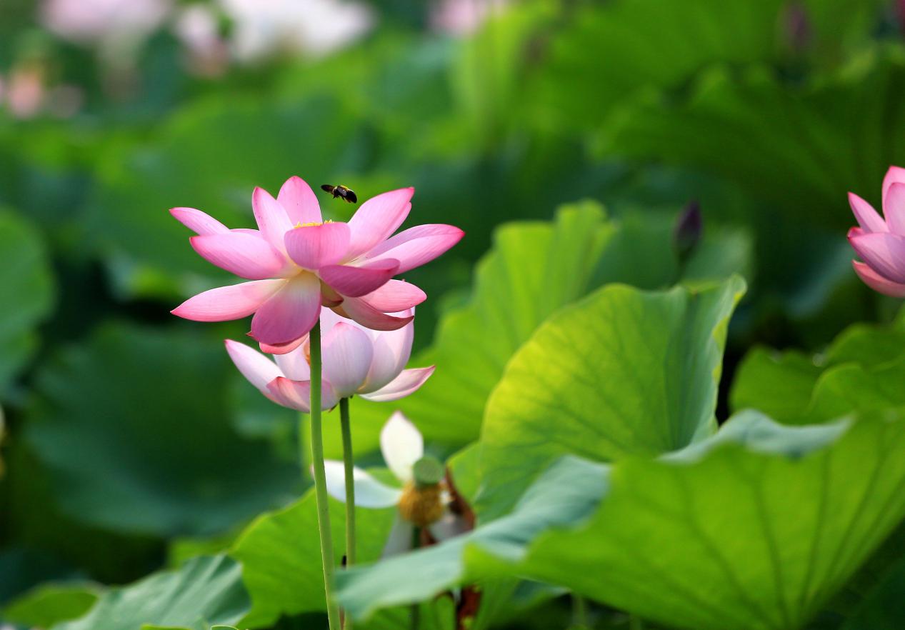 image011